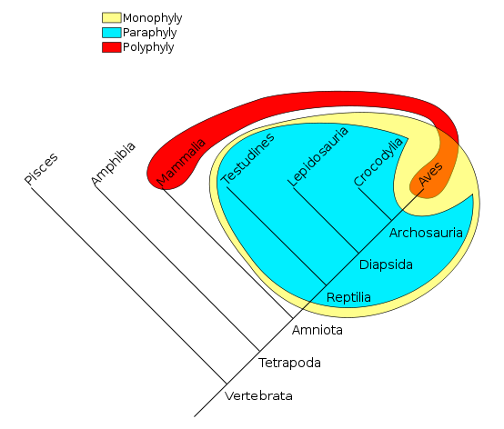 Image:Phylogenetic-Groups.svg