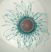 Some incorrectly place the anthomedusan family Porpitidae in a separate order "Chondrophora".