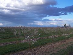 Almond farm in central California