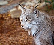 A Canadian lynx from the Philadelphia Zoo with distinct lynx tip and ruff with black bars.