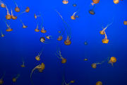 A smack of jellyfish in an aquarium