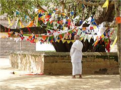 Sri Maha Bodhi, Anuradhapura. Sri Lanka. 2006.