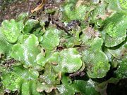 A thallose liverwort, Lunularia cruciata