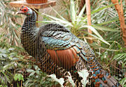 At the National Aviary