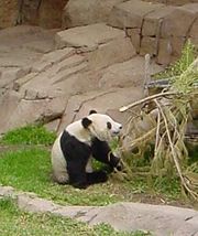 Hua Mei, the baby panda born at the San Diego Zoo in 1999.