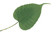 Typical shape of the leaf of the Ficus religiosa.