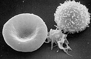 From left to right: human erythrocyte, thrombocyte, leukocyte.