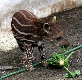 A baby Brazilian Tapir with spots and stripes characteristic of all juvenile tapirs