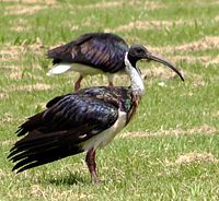 Straw-necked Ibis