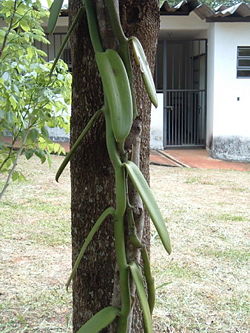 Vanilla planifolia - close-up
