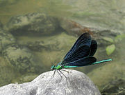 Beautiful Demoiselle Calopteryx virgo