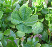 A four-leaf clover