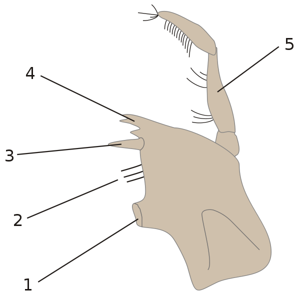 Image:Mandible.svg