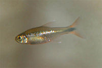 Silver tipped tetra—Hasemania nana.