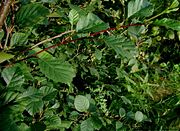 Green alder (Alnus viridis)