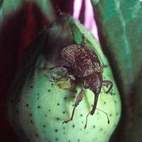 Boll Weevil, Anthonomus grandis