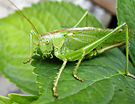 A green bush cricket sitting on a leaf