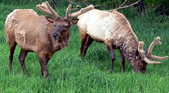 Bull elk in spring are shedding their winter coats, and their antlers are covered in velvet