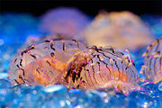 Flower hat jelly