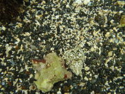 Lizard fish (to the right of the green rock), Big Island of Hawaii