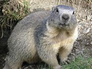 Alpine marmot, Marmota marmota