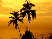 Palm trees reflect Mumbai's tropical climate