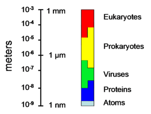 The sizes of prokaryotes relative to other organisms and biomolecules.