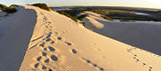 Coastal dunes on the Kurnell Peninsula.