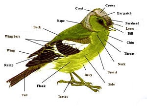 Male Bird Anatomy
