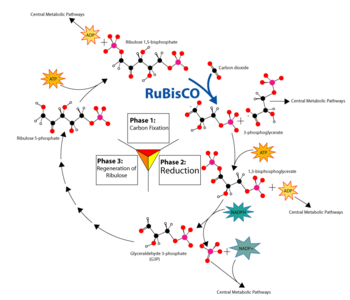 Overview of the Calvin cycle and carbon fixation.