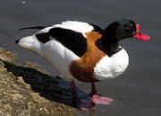 Male Common shelduck