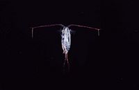 A copepod (Calanoida sp.) ca. 1-2 mm long
