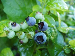 A maturing Polaris blueberry (vaccinium 'Polaris')
