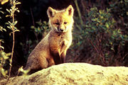 Red fox kit
