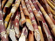 Stalks of sugar cane ready for processing
