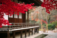 Autumn foliage on the grounds of Tenryū-ji