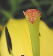 Grains of pollen on stigma of a lily