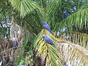 10,000 Hyacinth macaws (Anodorhynchus hyacinthinus) were taken from the wild for the pet trade in the 1980s (BI 2008).