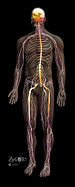 Nervous system. Courtesy of 3DScience.com