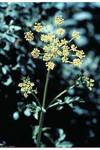 Pastinaca sativa