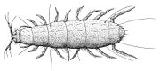 Pauropus huyxleyi, a pauropodan