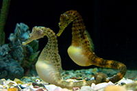 Potbelly seahorse pair link tails at the Tennessee Aquarium