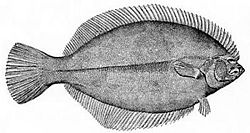 Winter flounder, Pseudopleuronectes americanus
