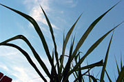 Sugarcane plant