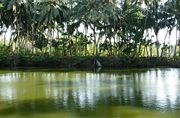 A temple pond in Palakkad.