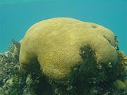 Brain coral off the coast of Belize