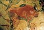 Cave painting of a Bison from Altamira