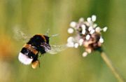 A bumblebee in flight