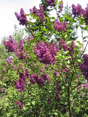Syringa vulgaris shrub in flower