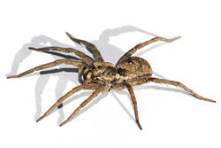 Wolf spider, an active hunter